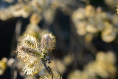 Fototapete Gelbe Pflanzen im Garten