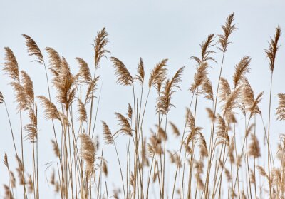 Fototapete Goldene hohe Gräser