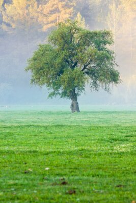 Fototapete Gras Baum und Nebel