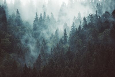 Fototapete Grauer nebel um nadelbäume