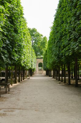 Fototapete Grün in Paris