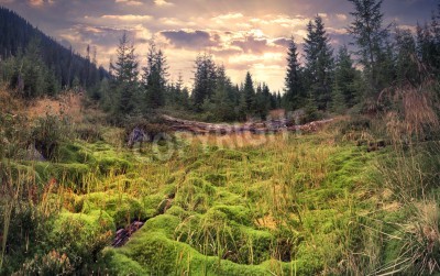 Fototapete grüne Landschaft im Sommer