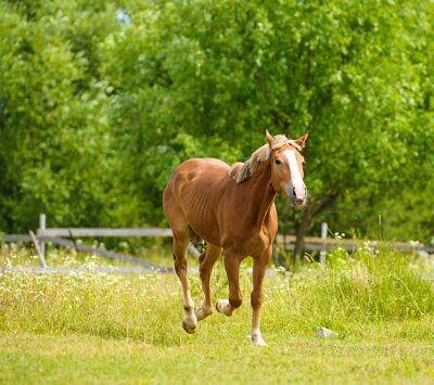 Fototapete Grüne landschaft mit pferd