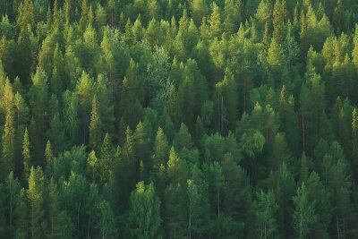 Fototapete Grüne Taiga-Bäume