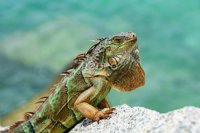 Fototapete Grüner Leguan auf einem Stein