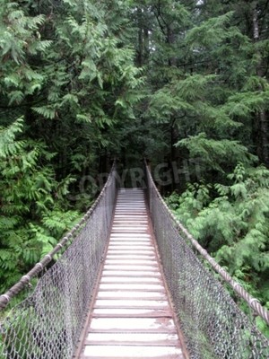 Fototapete Hängebrücke im dichten Wald