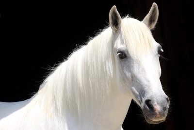 Fototapete Helles pferd auf schwarzem hintergrund