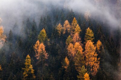 Fototapete Herbstnebel