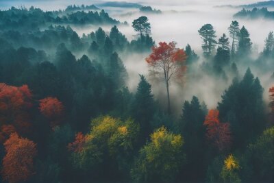 Fototapete Herbstnebel im Wald