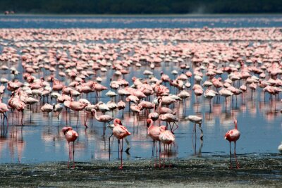 Fototapete Im Wasser watende rosa Vögel