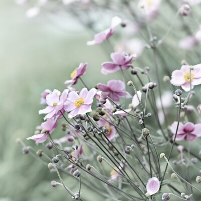 Fototapete Japanische Anemone auf der Wiese