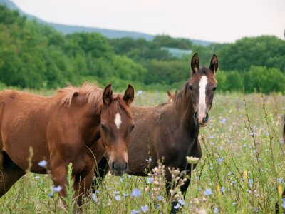 Fototapete Junge Tiere auf der Wiese