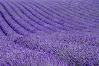 Fototapete Landschaft mit angebautem Lavendel