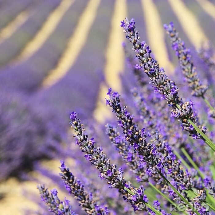 Fototapete Lavendel auf dem Feld in Makro-Version