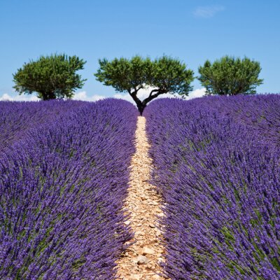 Fototapete Lavendel Pfad und Bäume