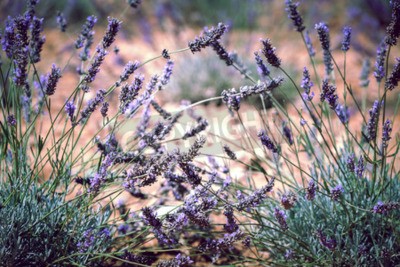 Fototapete Lavendel-Setzlinge auf einer Wiese