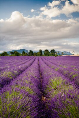 Fototapete Lavendelfeld in Frankreich