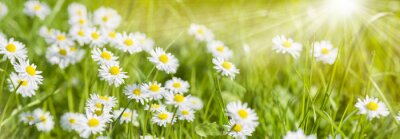 Fototapete Lichtung mit wilden Gänseblümchen