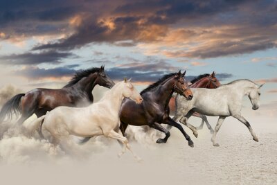 Majestätische pferde im galopp