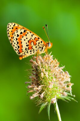 Fototapete Makro-Muster mit Schmetterling