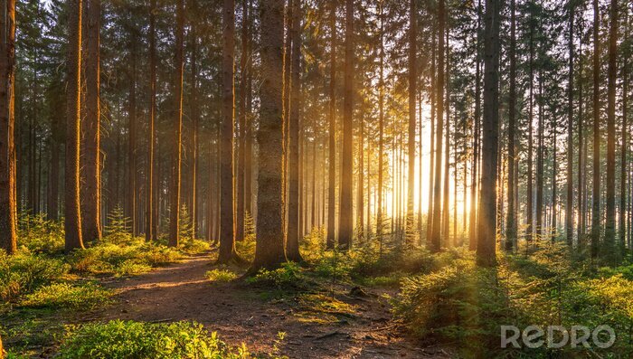 Fototapete Morgen im wald