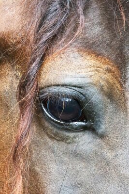 Fototapete Nahaufnahme am auge des pferdes