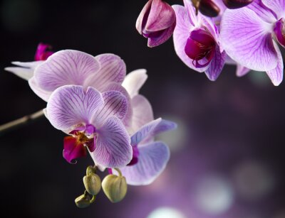 Fototapete Nahaufnahme von schönen Blumen