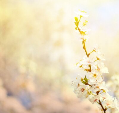 Fototapete Natürliche Blume und Sonnenlicht