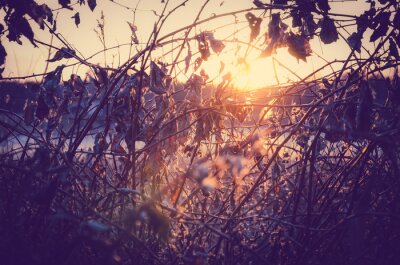 Fototapete Natur am Morgen