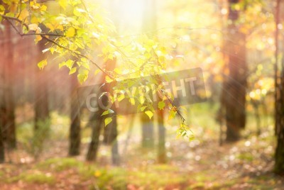 Fototapete Natur im Herbst