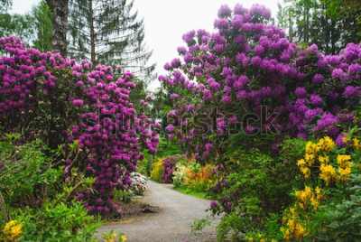 Fototapete Natur im Park