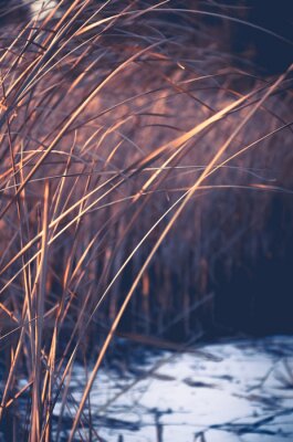 Fototapete Natur im Winter