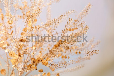 Fototapete Natur und getrocknete Blumen