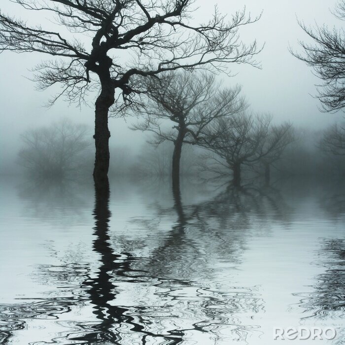 Fototapete Natur und Landschaften nebliger See, der Zweige reflektiert