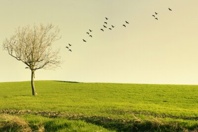 Fototapete Natur und Vögel