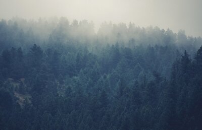 Fototapete Nebliger wald in colorado