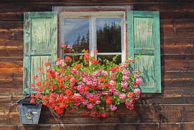 Fototapete Pelargonien am Fensterladen