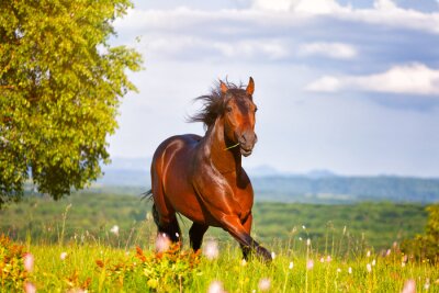 Pferd auf einer blumenreichen wiese