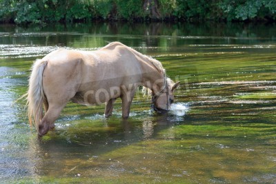 Fototapete Pferd trinkt wasser aus einem see