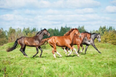 Fototapete Pferdeherde im Galopp