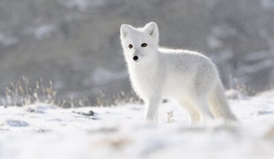 Fototapete Polarfuchs im Schnee