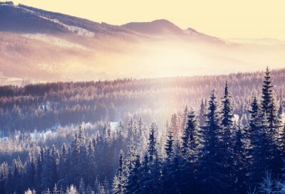 Fototapete Romantischer Bergwald