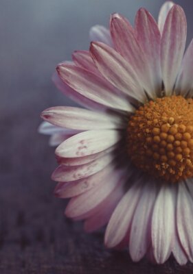 Fototapete Rosa Blütenblätter Gänseblümchen