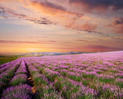 Fototapete Rosa Lavendel