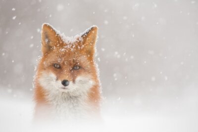 Fototapete roter Fuchs in Schneeflocken