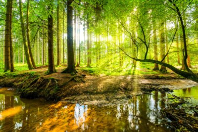 Fototapete Saftiges grün des laubwaldes