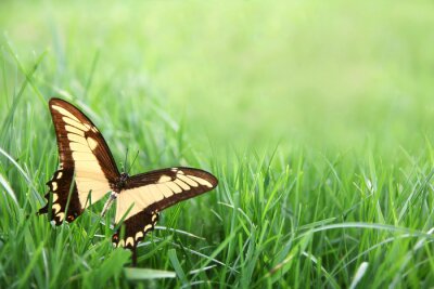 Fototapete Schmetterling auf dem Gras sitzend