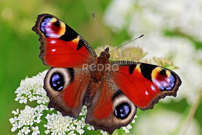 Fototapete Schmetterling Tagpfauenauge auf einer Blume