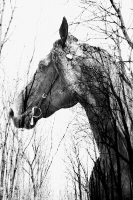 Schwarz-weißes Pferd in einem Wald