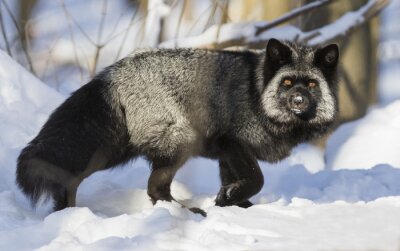 Fototapete Schwarzer Fuchs im Winter